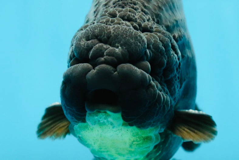 AAA Grade Hugh Back Black Ranchu 5-5.5 inches #050925RC_02