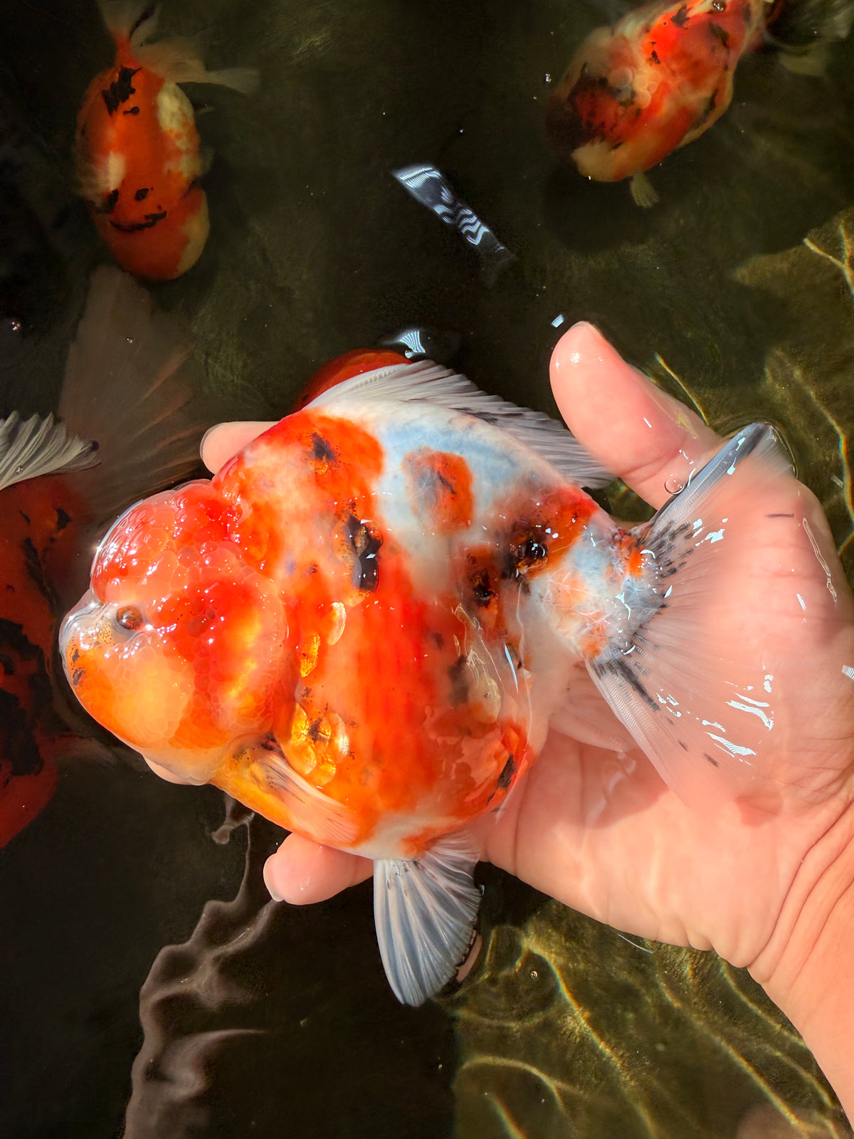 CHUBBY AAA Grade Sanke Marble Yuanbao Female 5.5-6 inches #100926YB_05