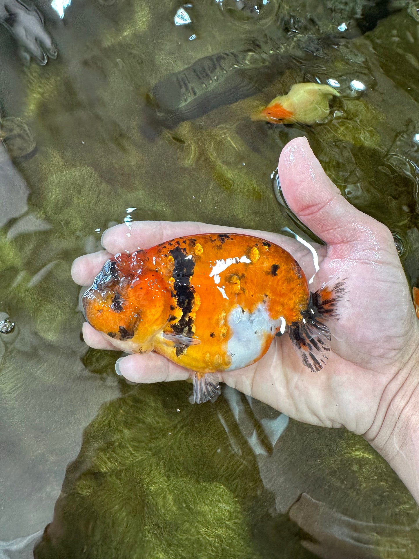 AAA Grade Tiger LionQueen 4.5 inches #051625LC_02