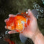 A Grade Red White Oranda Male 6 inches #082126OR_05