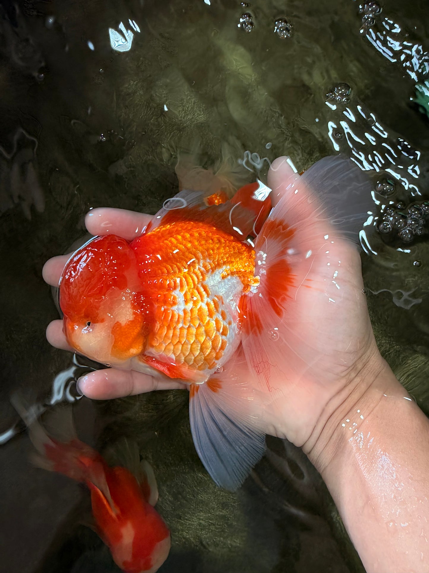 A Grade Red White Oranda Male 6 inches #082126OR_05