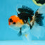 A Grade Tricolor Oranda Male 5 inches #082225OR_20