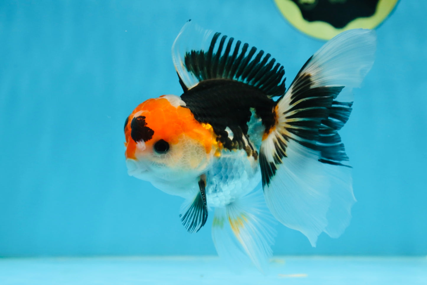 A Grade Tricolor Oranda Male 5 inches #082225OR_20