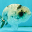 A Grade White Tiger LionQueen 4 inches #082126LC_31