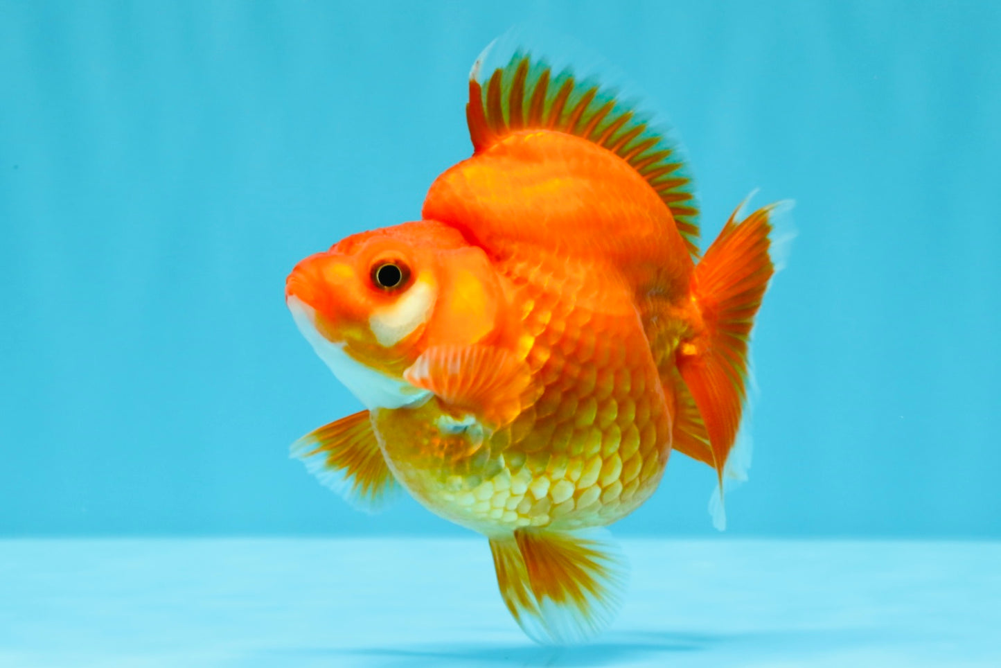 AAA Grade Solid Red Ryukin Female 4 inches #022026RK_10