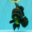 GODZILLA AAA Grade Black Oranda Male 6.5-7 inches #101626OR_18
