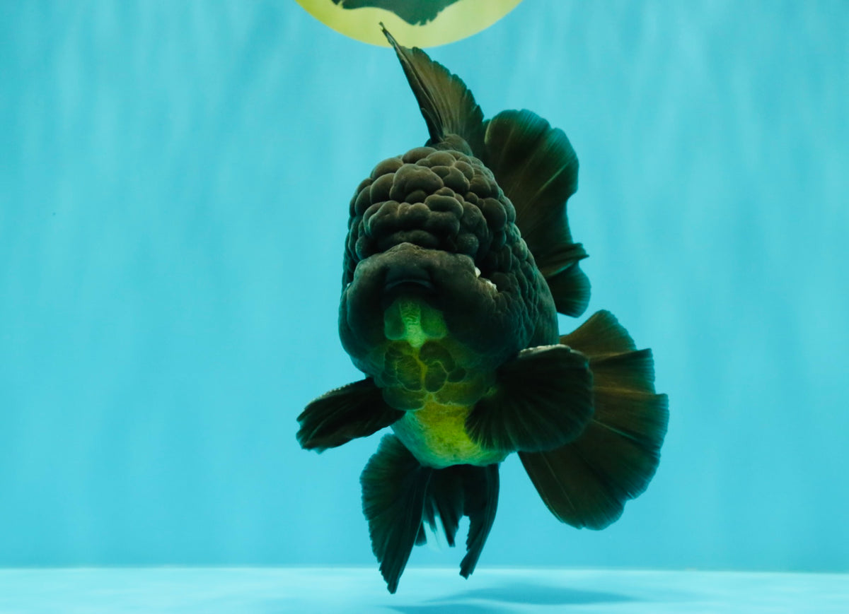 GODZILLA AAA Grade Black Oranda Male 6.5-7 inches #101626OR_18