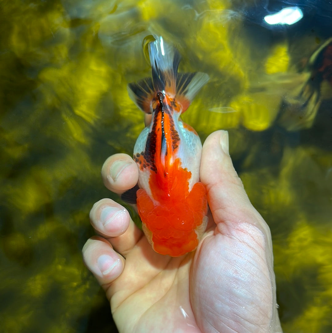 AAA Grade Tricolor Yuanbao Female 4 inches #1020YB_03