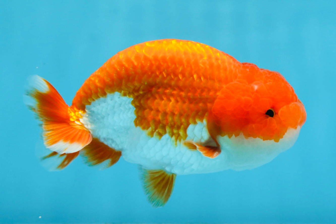 Red White Lionchu Male 4.5-5 inches #070425LC_11