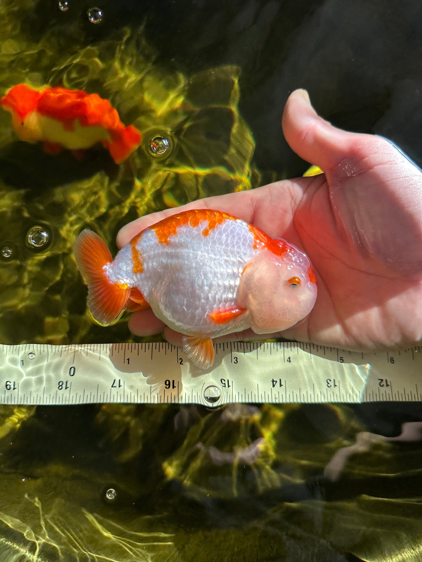 A Grade Kohaku LionKing 4.5 inches #050925LC_12