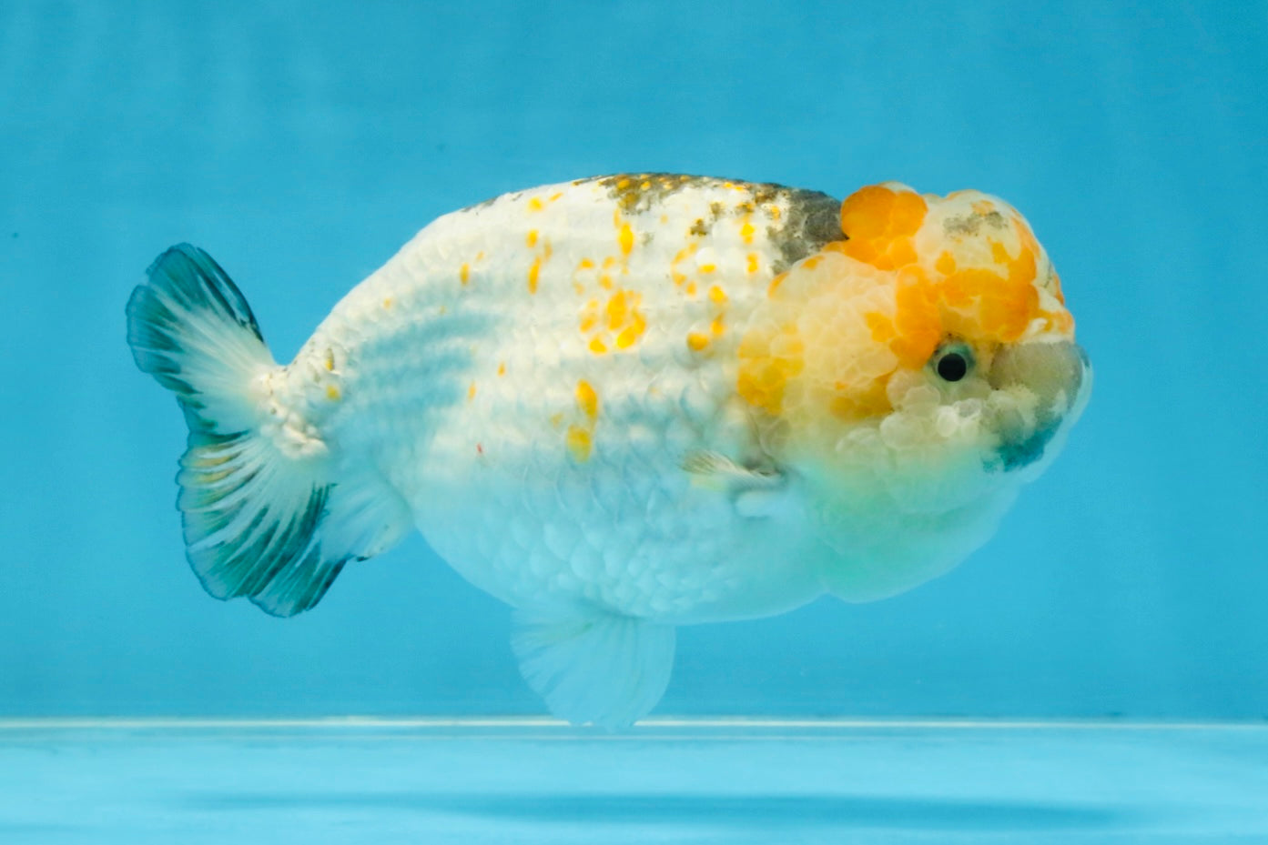 SUPER CUTE Sakura LionChu Female 5.5 inches #121925LC_08