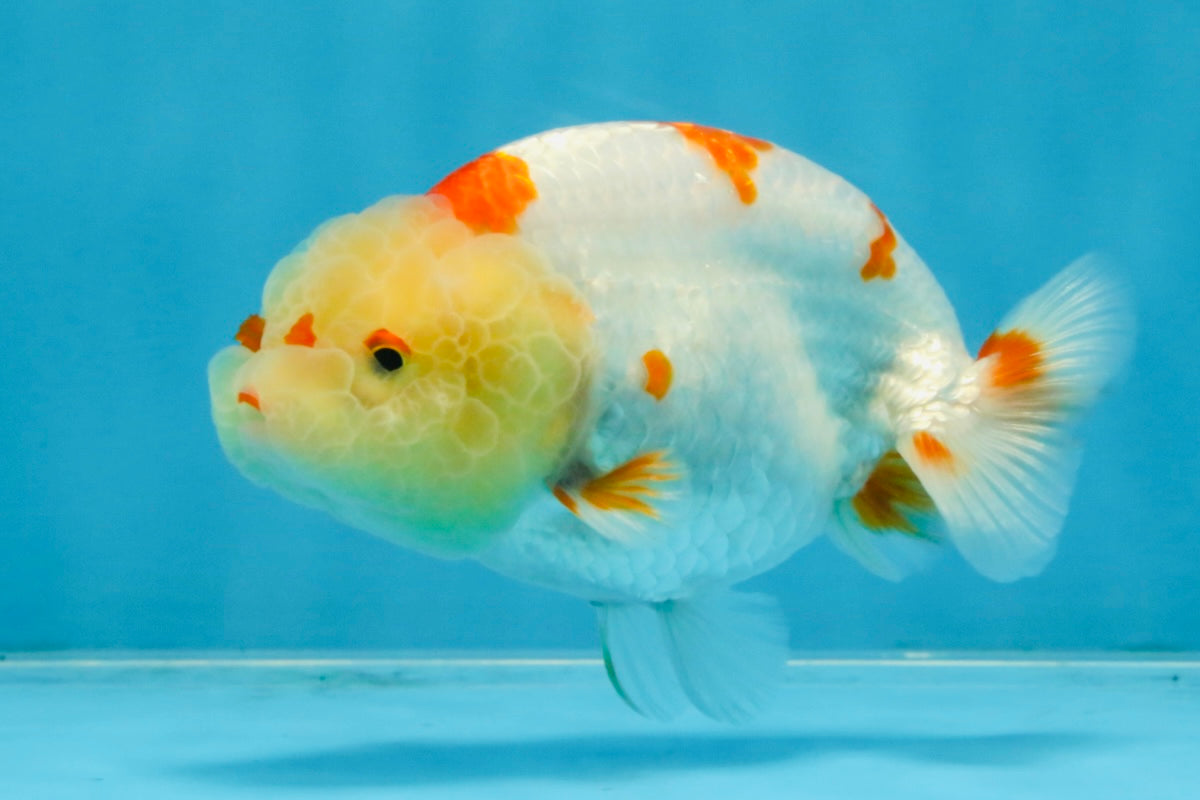 AAA Grade Pompom Kohaku LionQueen 4-4.5 inches #103125LC_19