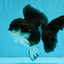 ELVIS Panda Oranda Female 5-5.5 inches #041026OR_07