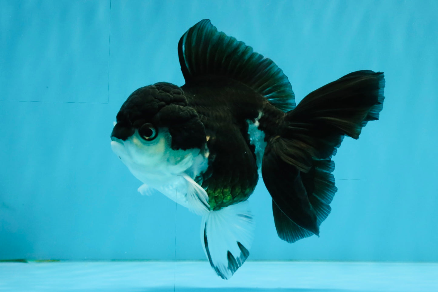 ELVIS Panda Oranda Female 5-5.5 inches #041026OR_07