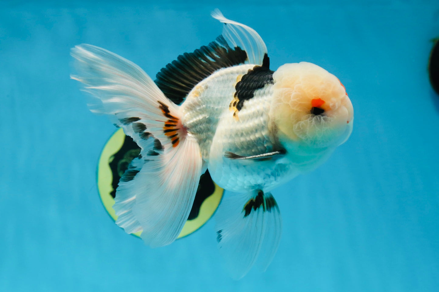 A Grade Tricolor Lipstick Kiss Button Eyes  Oranda Male 5.5 inches #020725OR_26