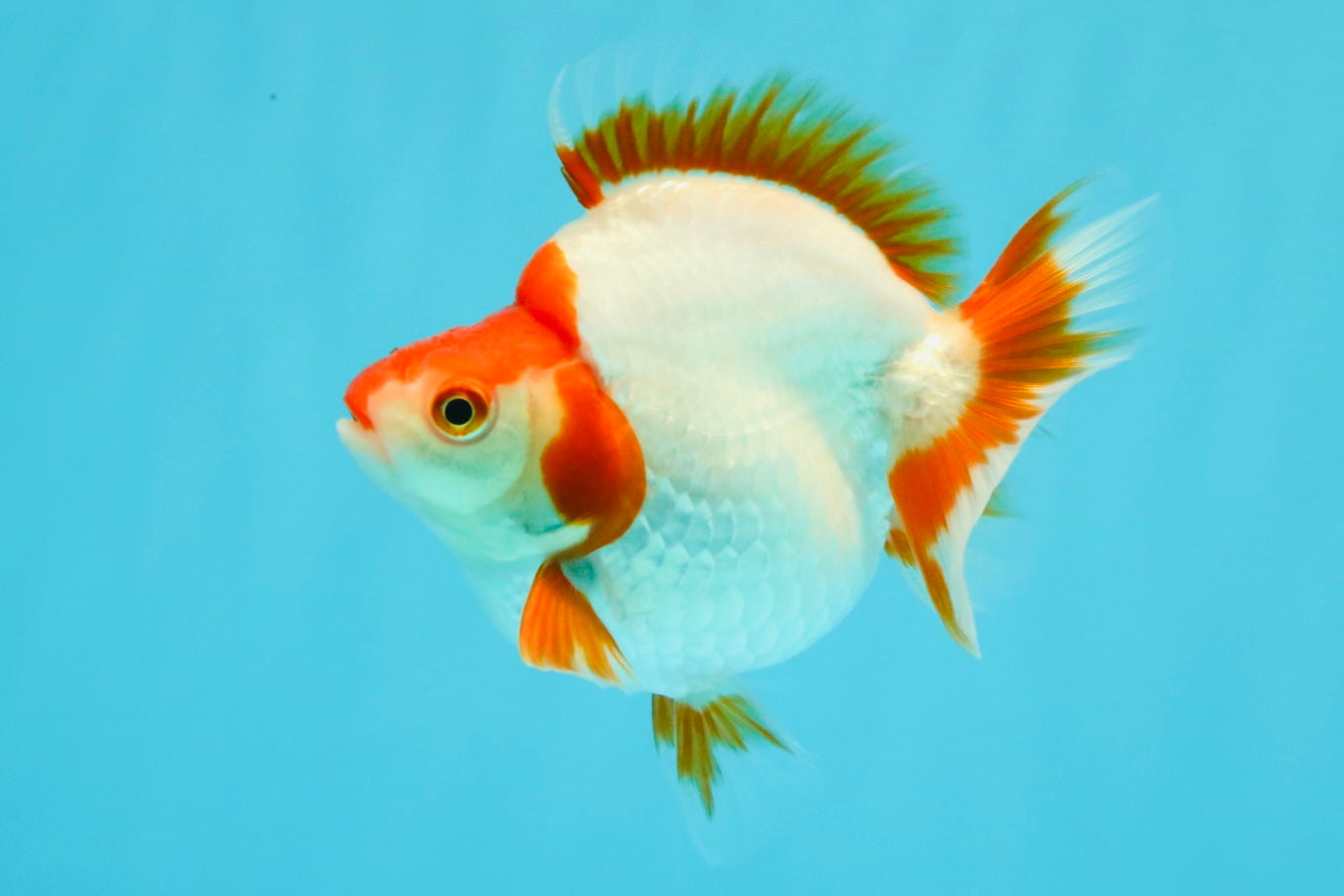 AAA Grade Red White Ryukin Female 4-4.5 inches #030626RK_15