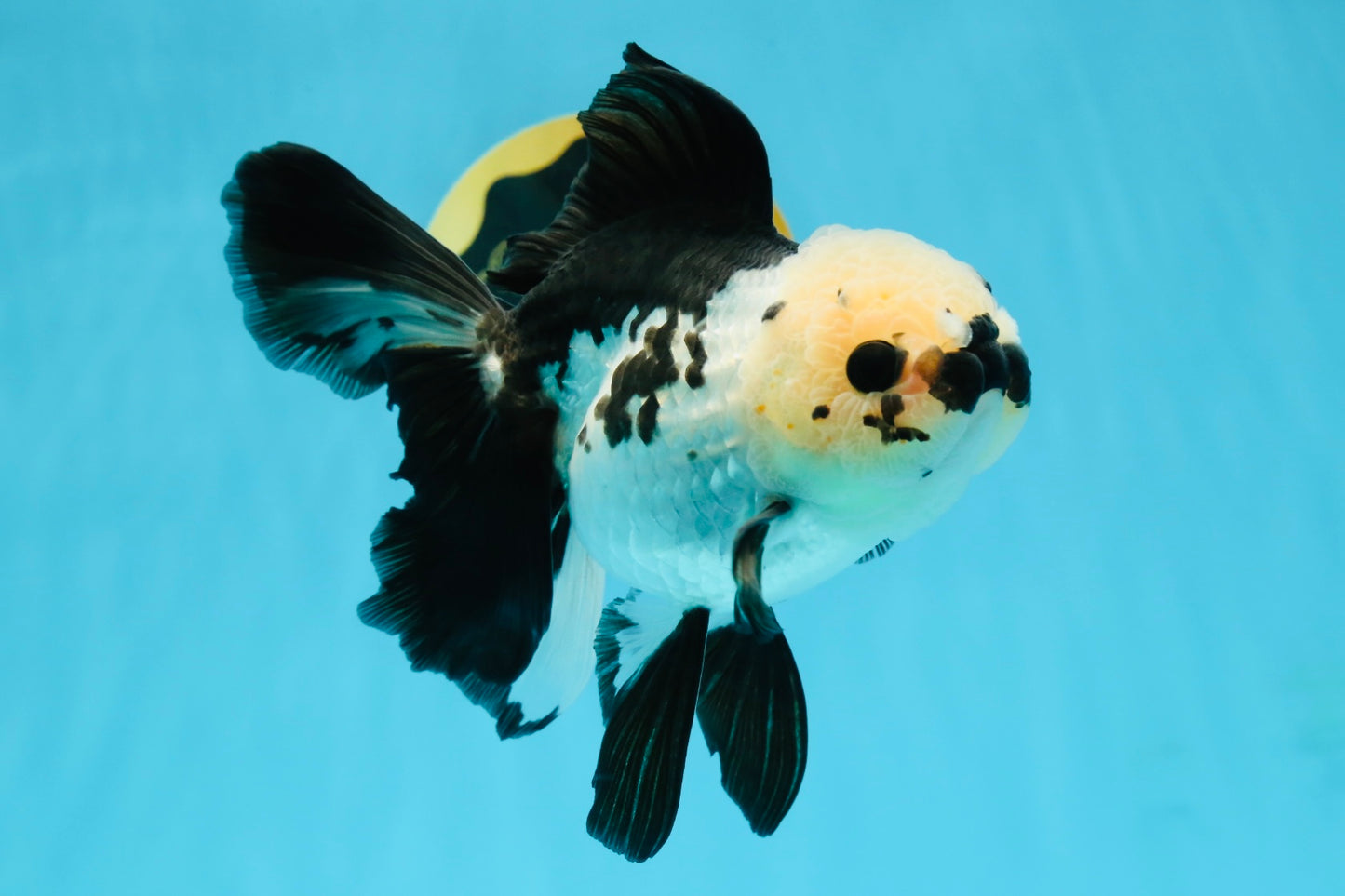 A Grade Panda Oranda Female 5.5-6 inches #121324OR_16