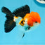 A Grade Tricolor Oranda Male 4.5inches #0920OR_27