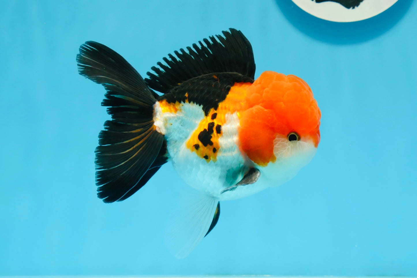 A Grade Tricolor Oranda Male 4.5inches #0920OR_27