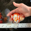 A Grade Red White Oranda Female 5.5 inches #061926OR_13