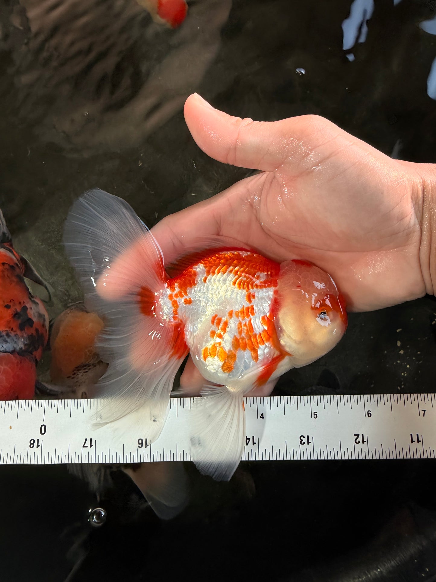 A Grade Red White Oranda Female 5.5 inches #061926OR_13