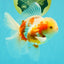 A Grade Lipstick Kohaku Red White Oranda Male 5.5 inches #102326OR_19