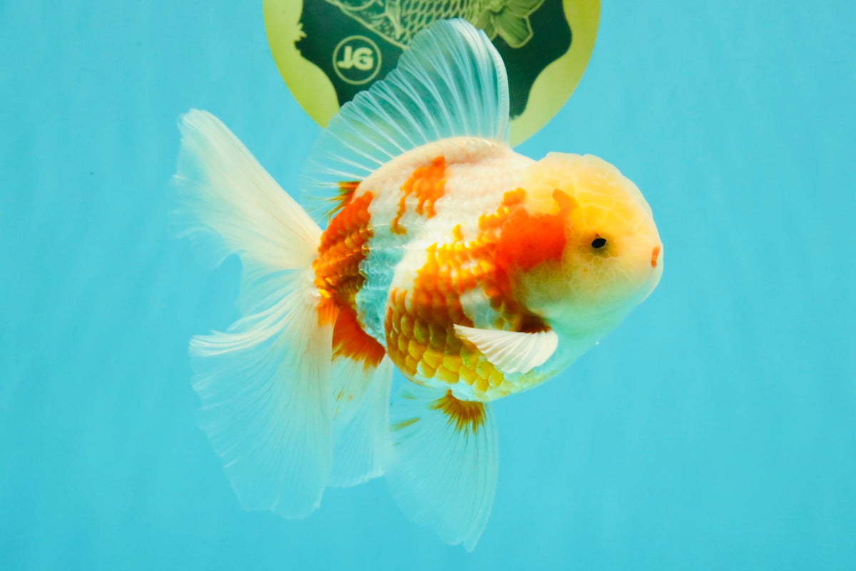 A Grade Lipstick Kohaku Red White Oranda Male 5.5 inches #102326OR_19
