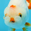 Red White Lipstick Lionchu Male 3.5 inches #0920LC_08