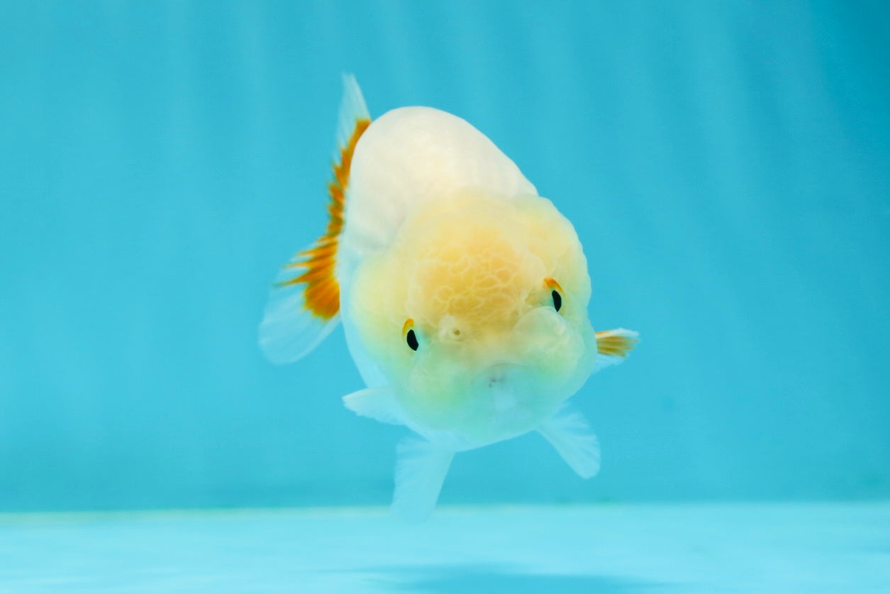 😙 Baby Lemonhead Lionchu Female 3.5-4 inches #0301LC_02