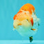 SPECIAL A Grade Kohaku Diamond Scale Sakura Ranchu Female 5.5-6 inches #100926RC_33