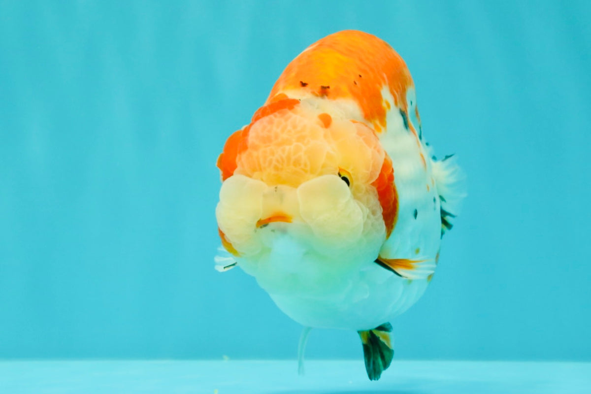 SPECIAL A Grade Kohaku Diamond Scale Sakura Ranchu Female 5.5-6 inches #100926RC_33