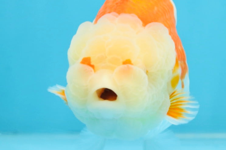 POPCORN AAA Grade Red White Kohaku LionQueen 4 inches #101725LC_05