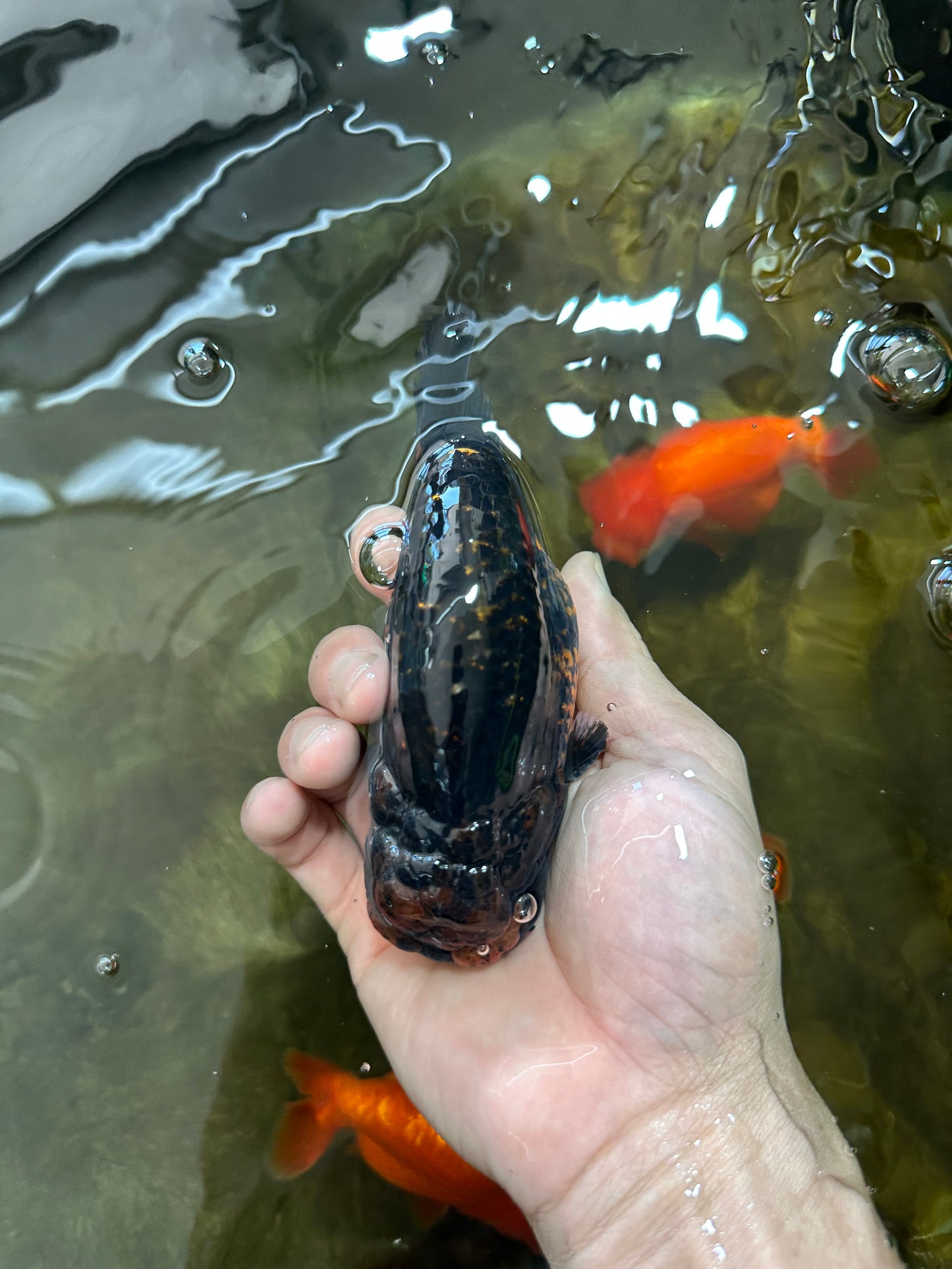 A Grade Kirin Ranchu Male 5 inches #062725LC_03