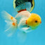 AAA Grade Lemonhead Oranda Male 5 inches #080125OR_20