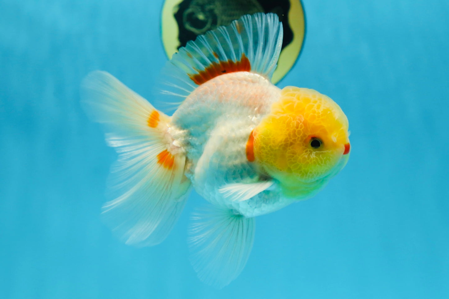 AAA Grade Lemonhead Oranda Male 5 inches #080125OR_20