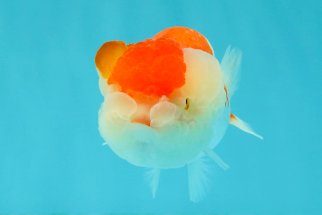 BIG WEN Red White Lionchu Female 4.5 inches #051526LC_16