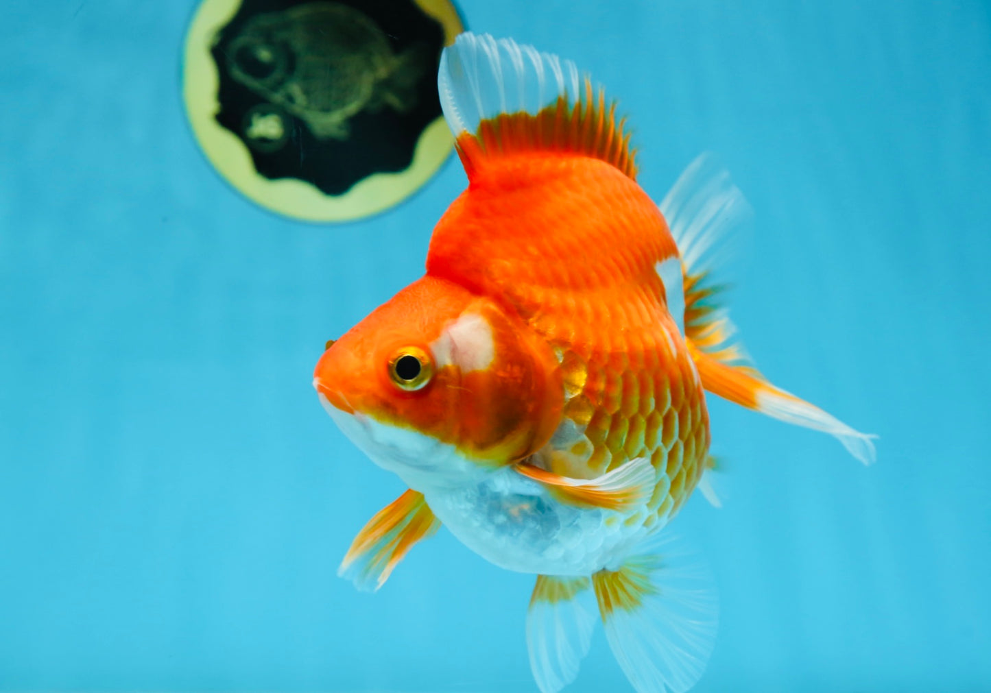 A Grade Ryukin Red White Female 5 inches #070425RK_04