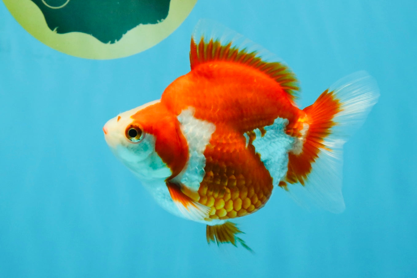 A Grade Red White Ryukin Female 4-4.5 inches #032726RK_24