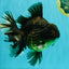 AAA Grade Broadtail Tiger Oranda Male 7.5 inches #073126OR_02