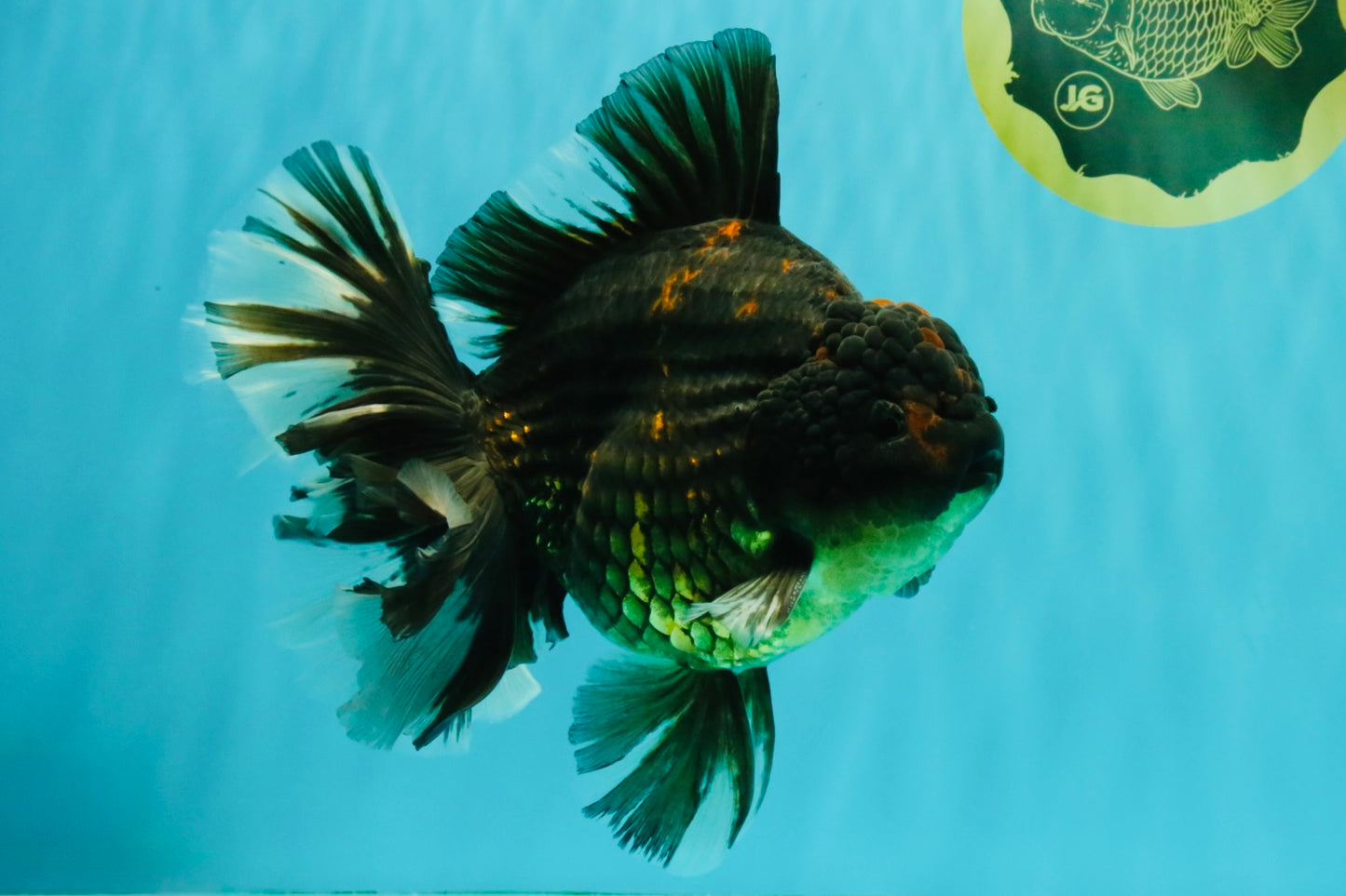AAA Grade Broadtail Tiger Oranda Male 7.5 inches #073126OR_02