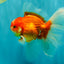 A Grade Red White Oranda Male 6.5 inches #090426OR_14