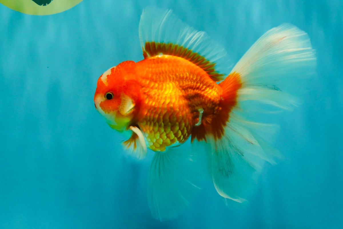 A Grade Red White Oranda Male 6.5 inches #090426OR_14