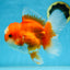 A Grade Jade Head Red White Oranda Female 6 inches #091225OR_13