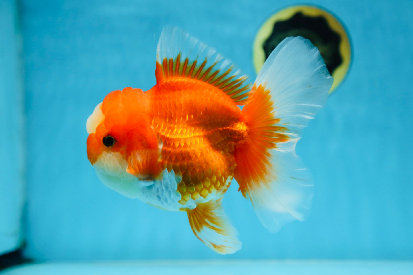 A Grade Jade Head Red White Oranda Female 6 inches #091225OR_13