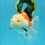 PUPPY A Grade Tricolor Oranda Female 7 inches #040326OR_07