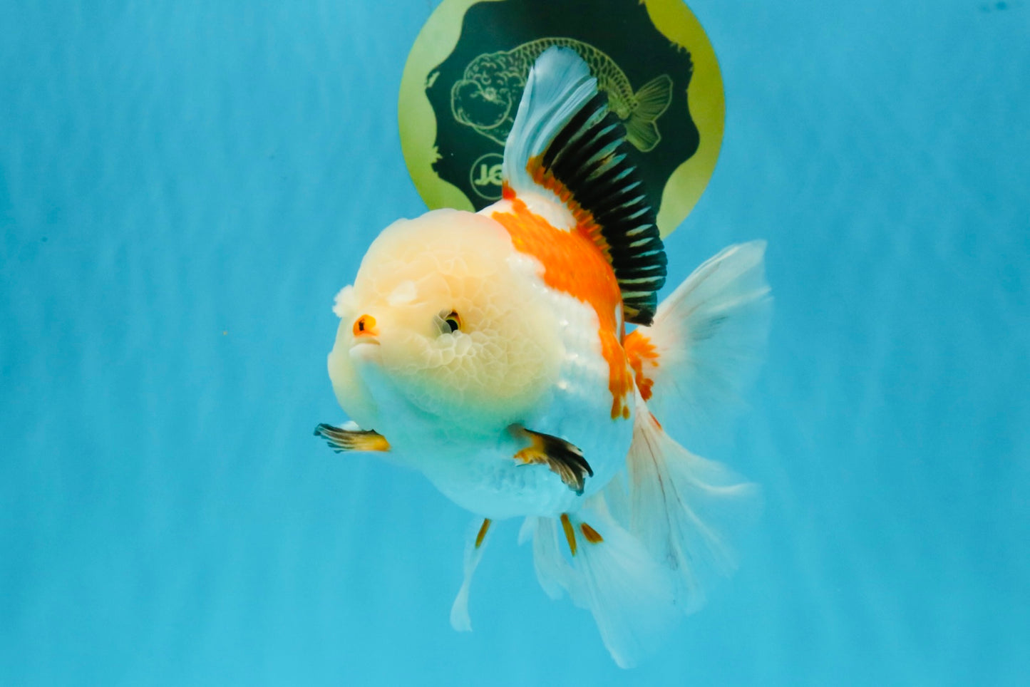 PUPPY A Grade Tricolor Oranda Female 7 inches #040326OR_07