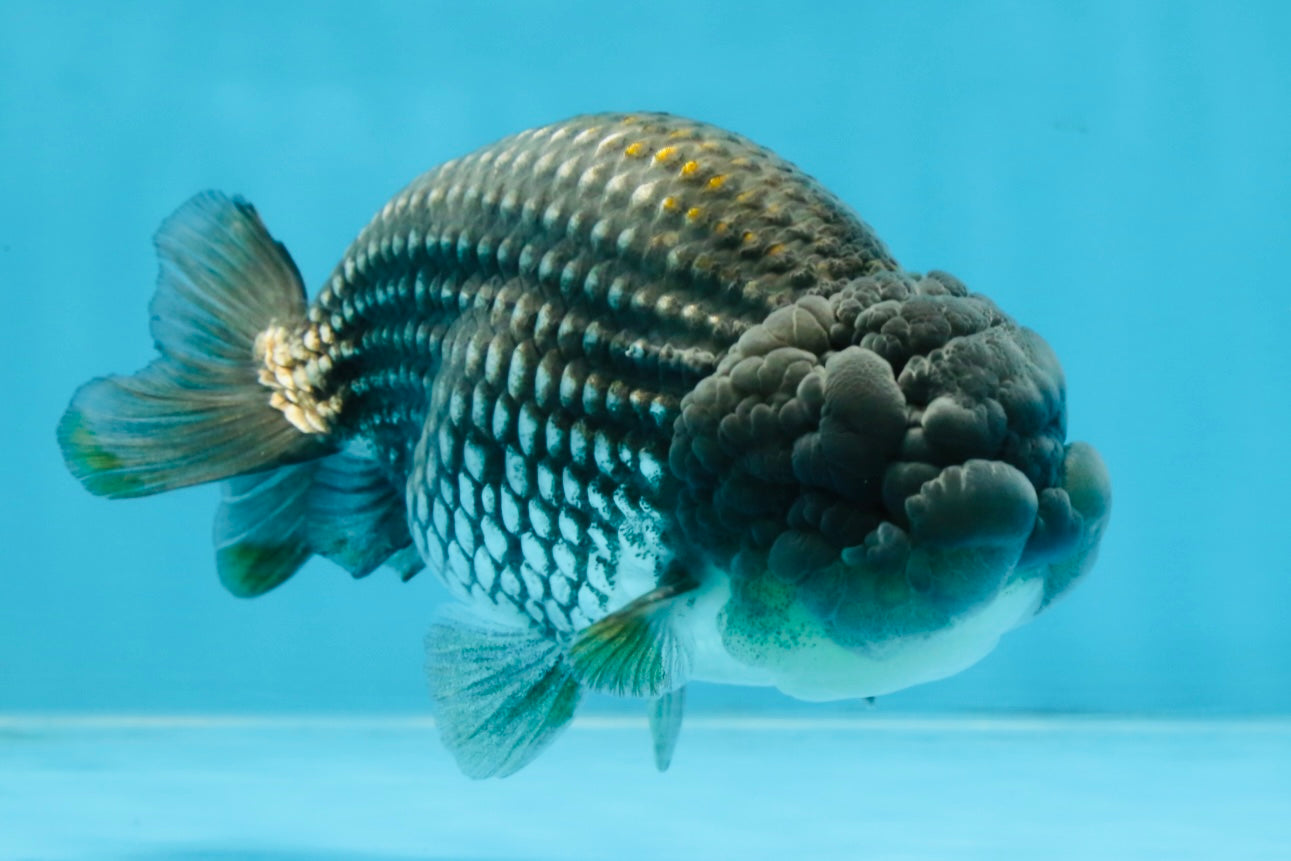 Blue LionChu Male 5 inches #103125LC_15