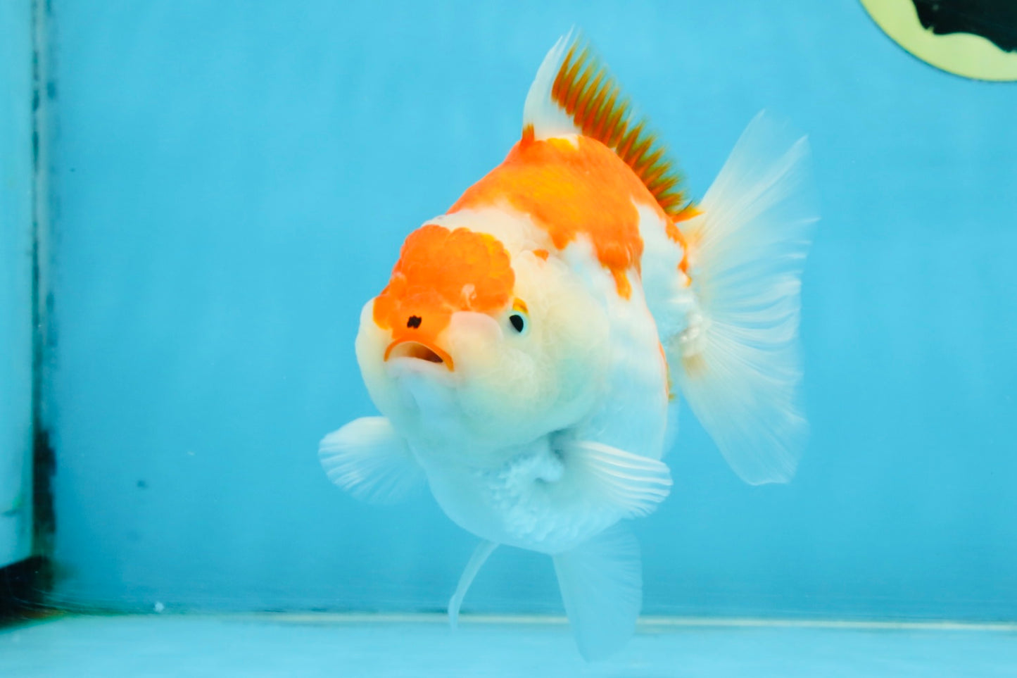 BIG WEN A Grade Red White Yuanbao Female 5 inches #112825YB_16