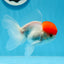 A Grade Red Cap Oranda Male 4  inches #0906OR_26