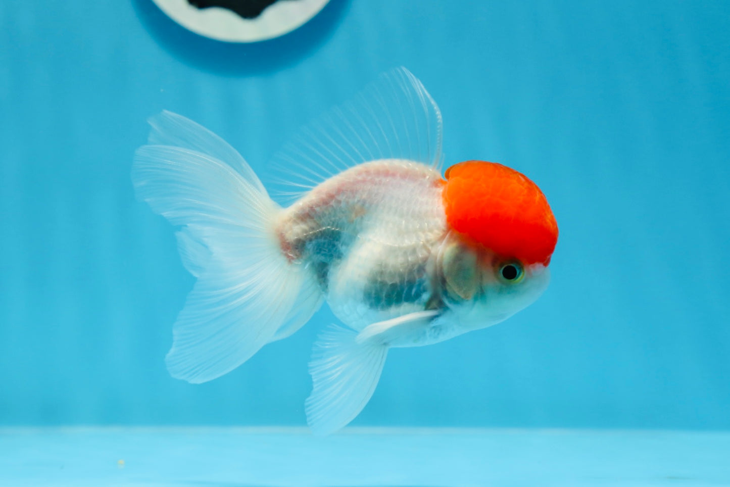 Oranda macho de gorra roja de grado A de 4 pulgadas n.° 0906OR_26